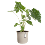 june tulip 58cm balanced beige